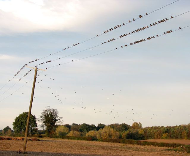 File:A flock of Starlings gathering - geograph.org.uk - 1566987.jpg