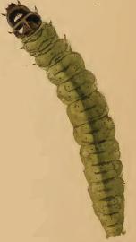 Larva Agonopterix cnicella larva.JPG