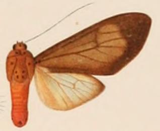 <i>Amerila puella</i> Species of moth