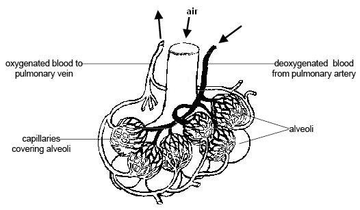 How the alveoli work (diagram)