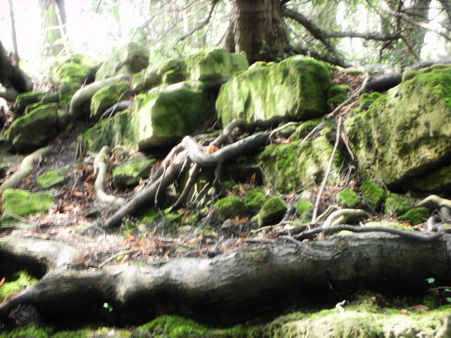 Anston Stones Wood - geograph.org.uk - 1540630