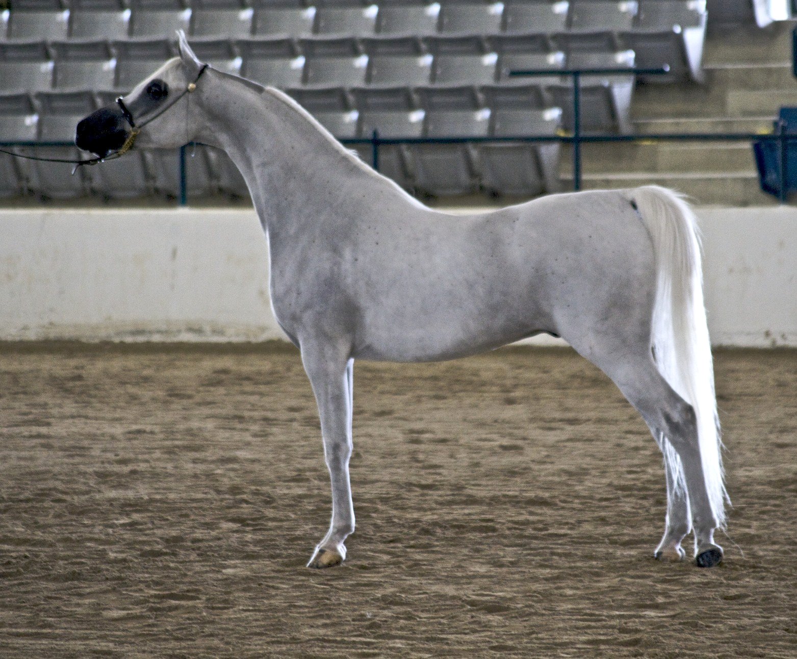 knal Verkleuren Reflectie Arabier (paard) - Wikipedia