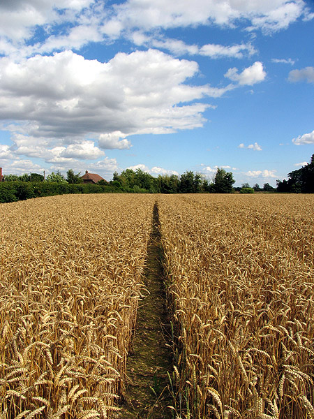 File:Barley Field near Stanmore - geograph.org.uk - 33279.jpg