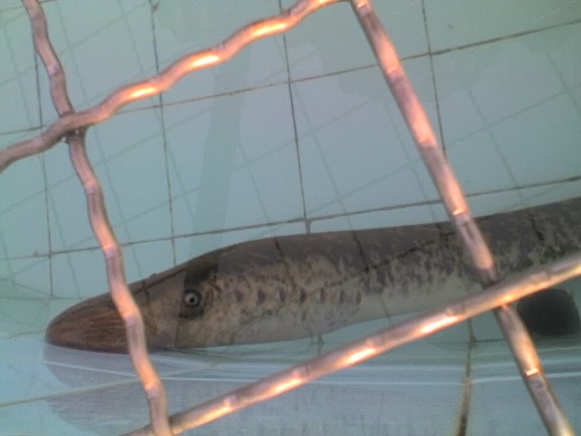 File:Big Lamprey in a tank.jpg