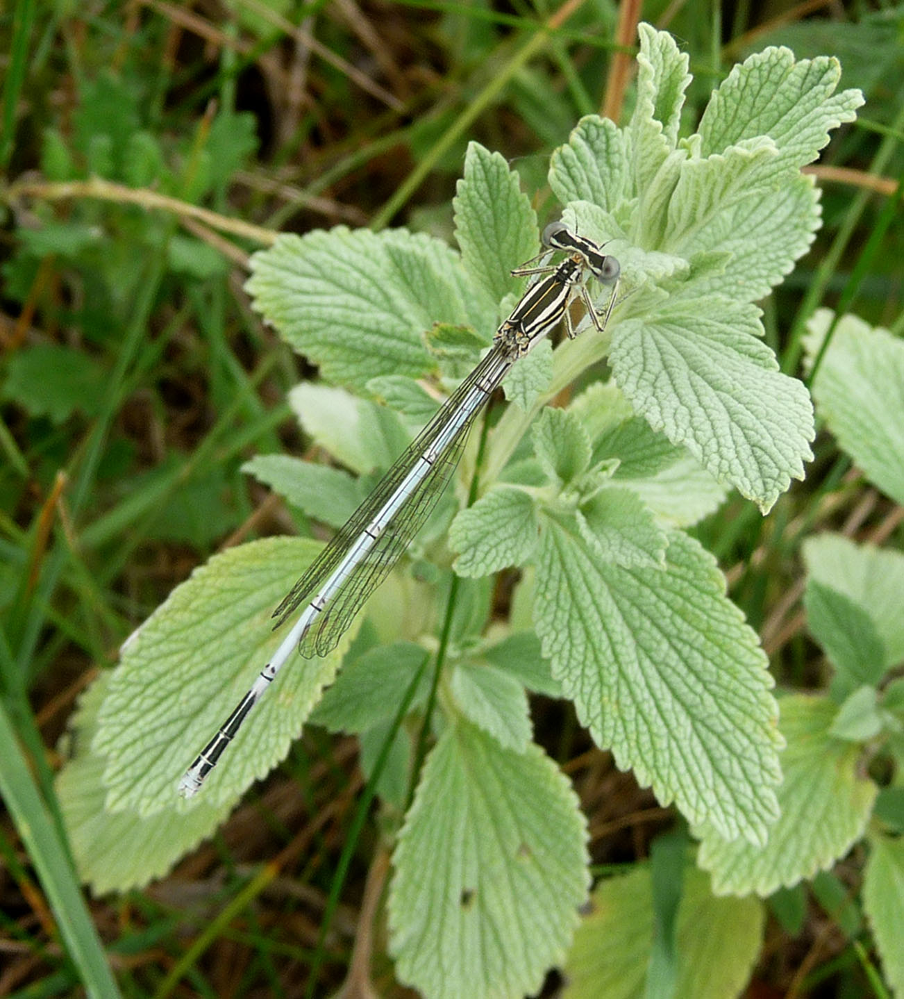 Mature Female. Platycnemis pennipes. - Flickr - gailhampshire.