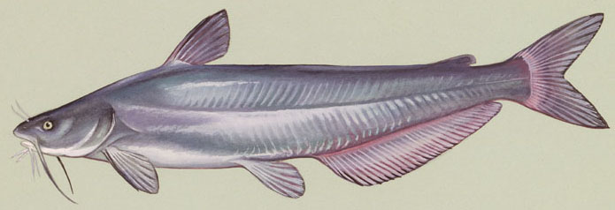 Blue catfish - Wikipedia