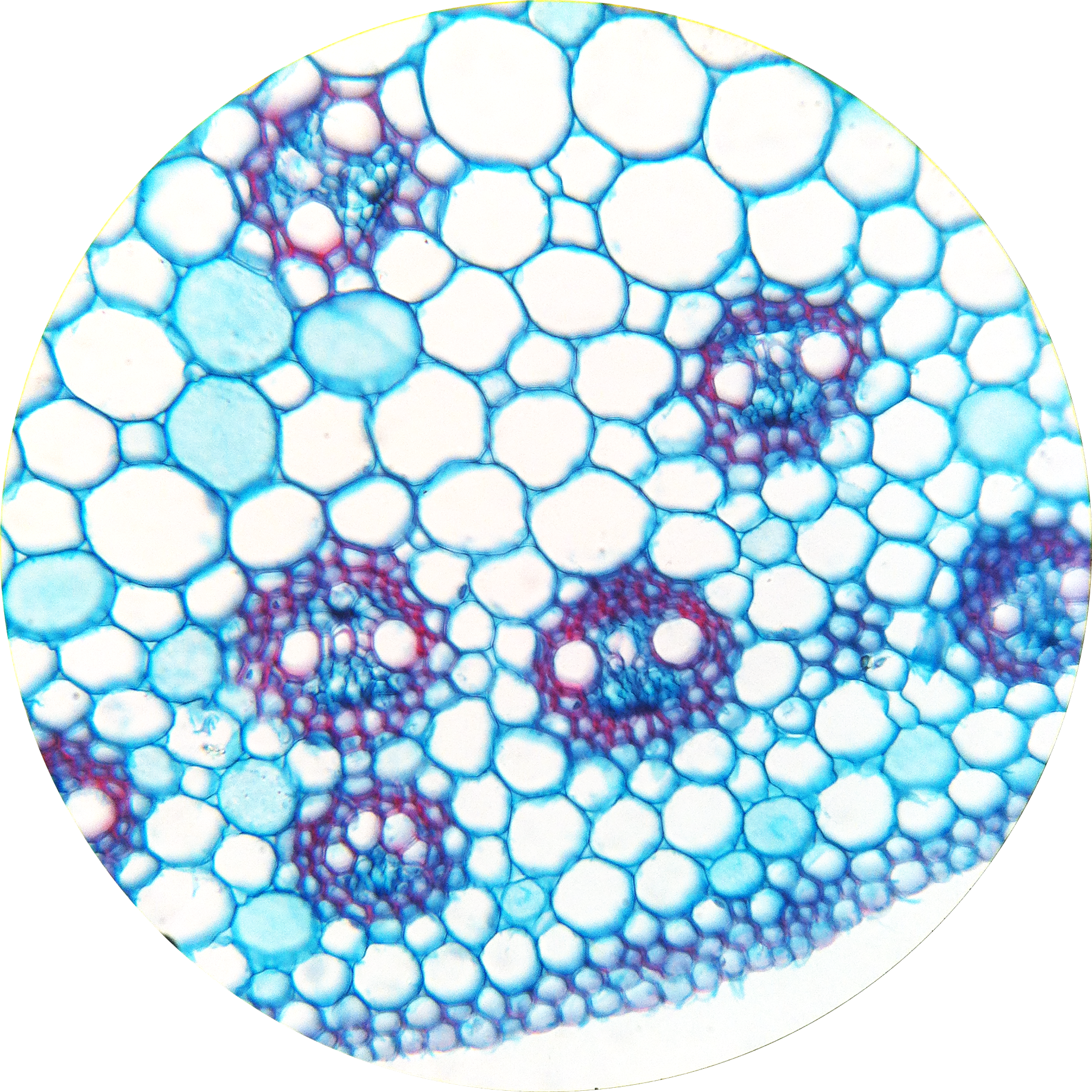 Механическая ткань растений сосуды. Ксилема и флоэма микроскоп. Ксилема микроскоп. Растений флоэма Ксилема микроскоп. Флоэма в микроскоп.