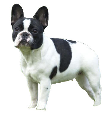 File Bouledogue Fran ais Fond Blanc.jpg Wikimedia Commons