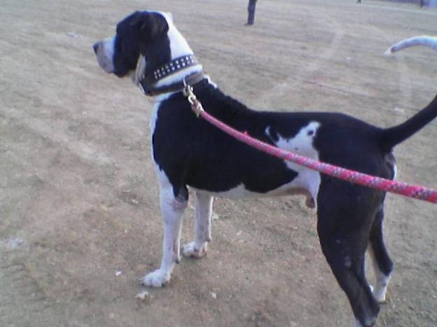 File:Bully kutta 2.jpg