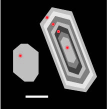 Simplified diagram version of unzoned (left) and zoned (right) zircons. Red dots represent ion microprobe scan locations. White bar is about 50 mm. Cartoon zoned and unzoned zircon.jpeg