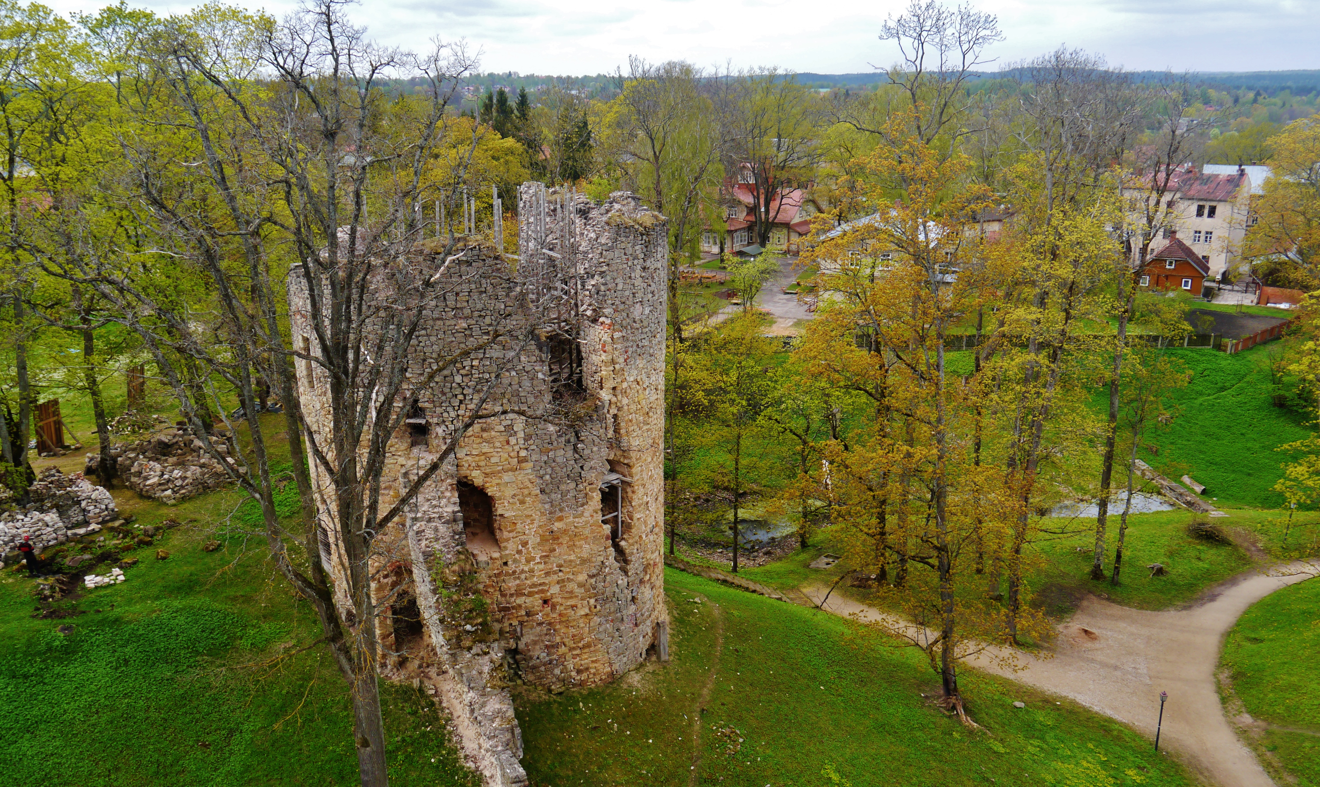 Дерево цесис фото