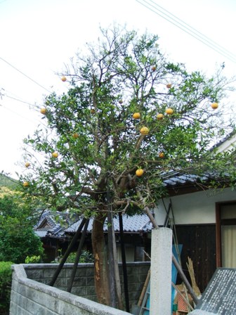 File:Citrus-natsudaidai.jpg