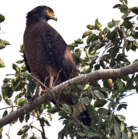 Crested Serpent Eagle I IMG 9342.jpg