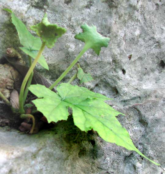 File:Dorstenia contrajerva-flowers-leaves.jpg