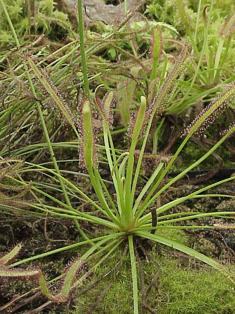 La prédactrice Drosera capensis : les - Elodie Fleuriste