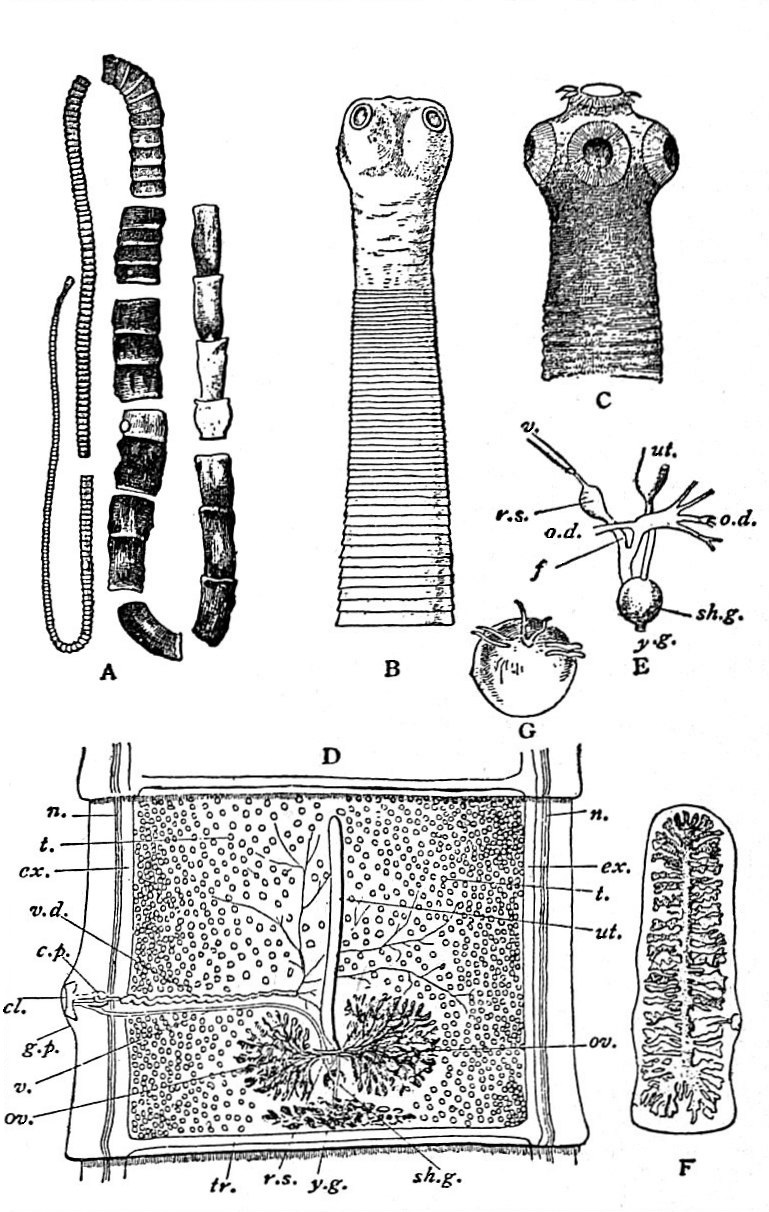 taenia solium e taenia saginata