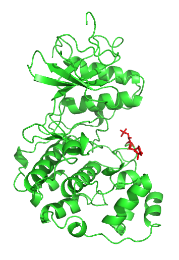 X-ray structure of the ERK2 MAP kinase in its active form. Phosphorylated residues are displayed in red. Rendering based on pdb entry 2ERK.