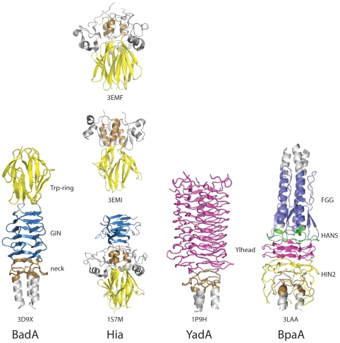 Figure 4

Comparison of Head domains in different Trimeric Autotransporter Adhesins (Figure used from open access journal, in the public domain, Public Library of Science (PLoS) Pathogen) Edwardsfig5.jpg