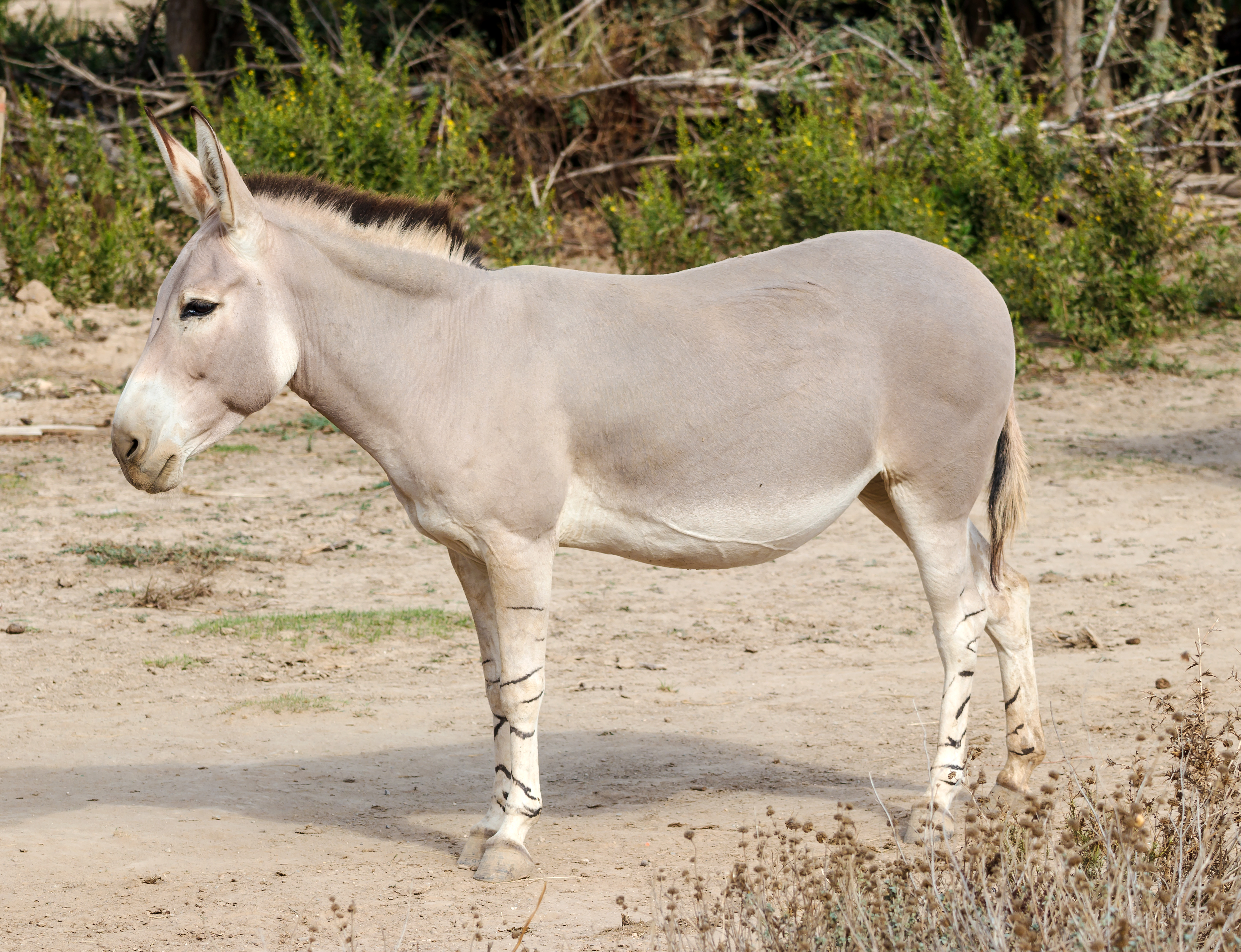 African wild ass - Wikipedia