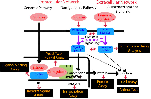 File:Estrogenic endocrine disruptors by Marta.jpg