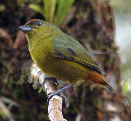 File:Euphonia-gouldi-3.jpg