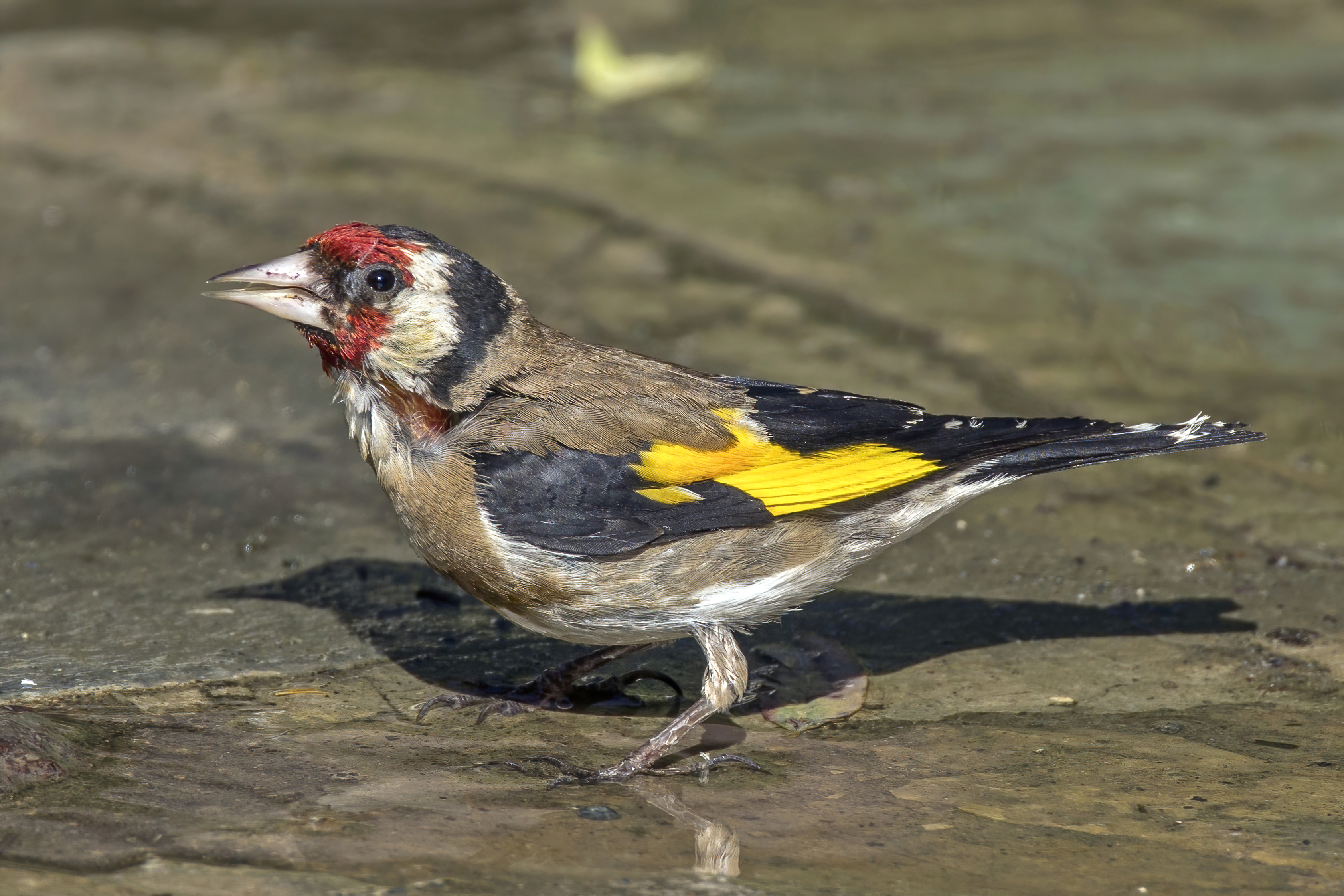 File:European goldfinch (Carduelis carduelis niediecki) Cyprus.jpg -  Wikipedia