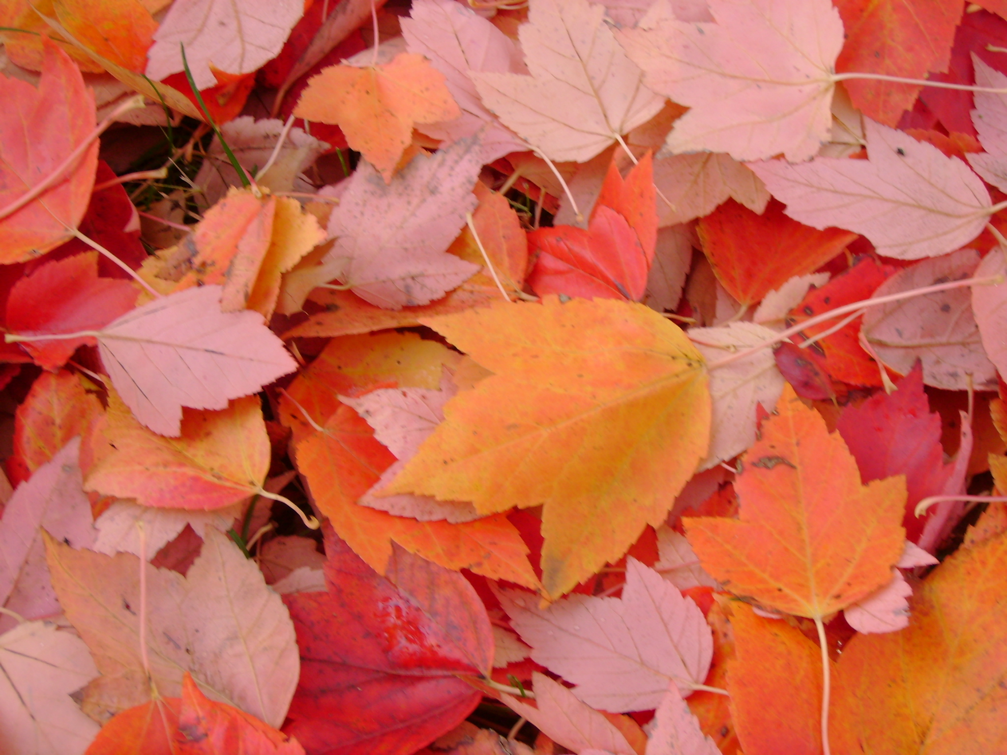 Image result for fall leaves