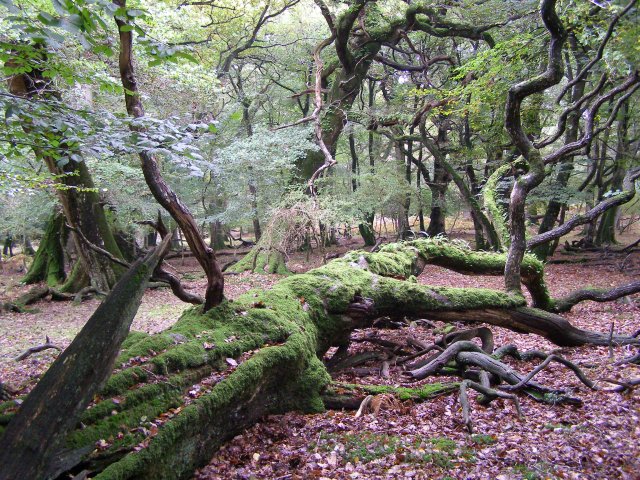 Fallen beech tree in Hollands Wood, New Forest - geograph.org.uk - 265892