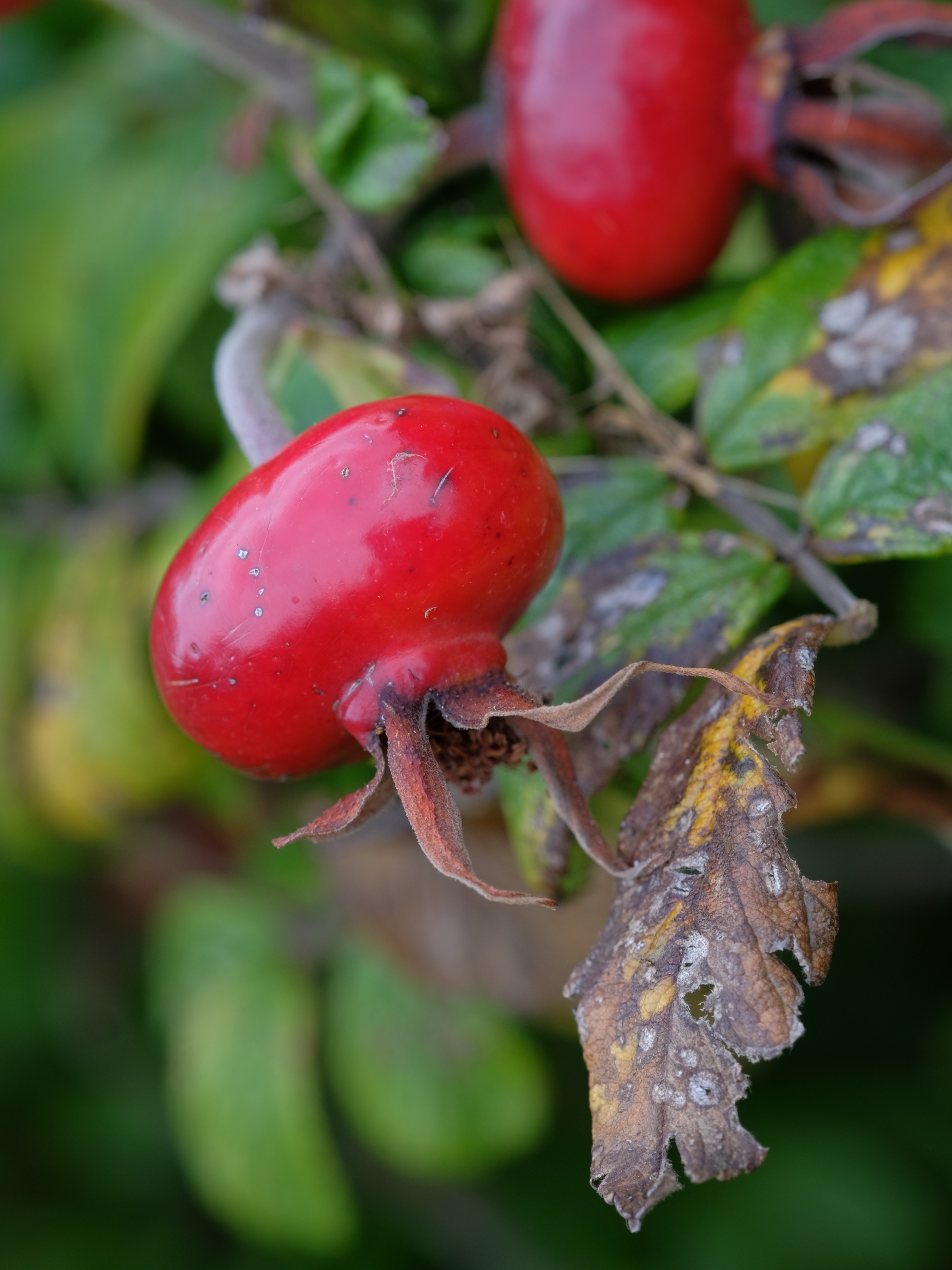 Alimentation : le cynorrhodon ou poil à gratter, un fruit plus doux qu'on  ne le croit