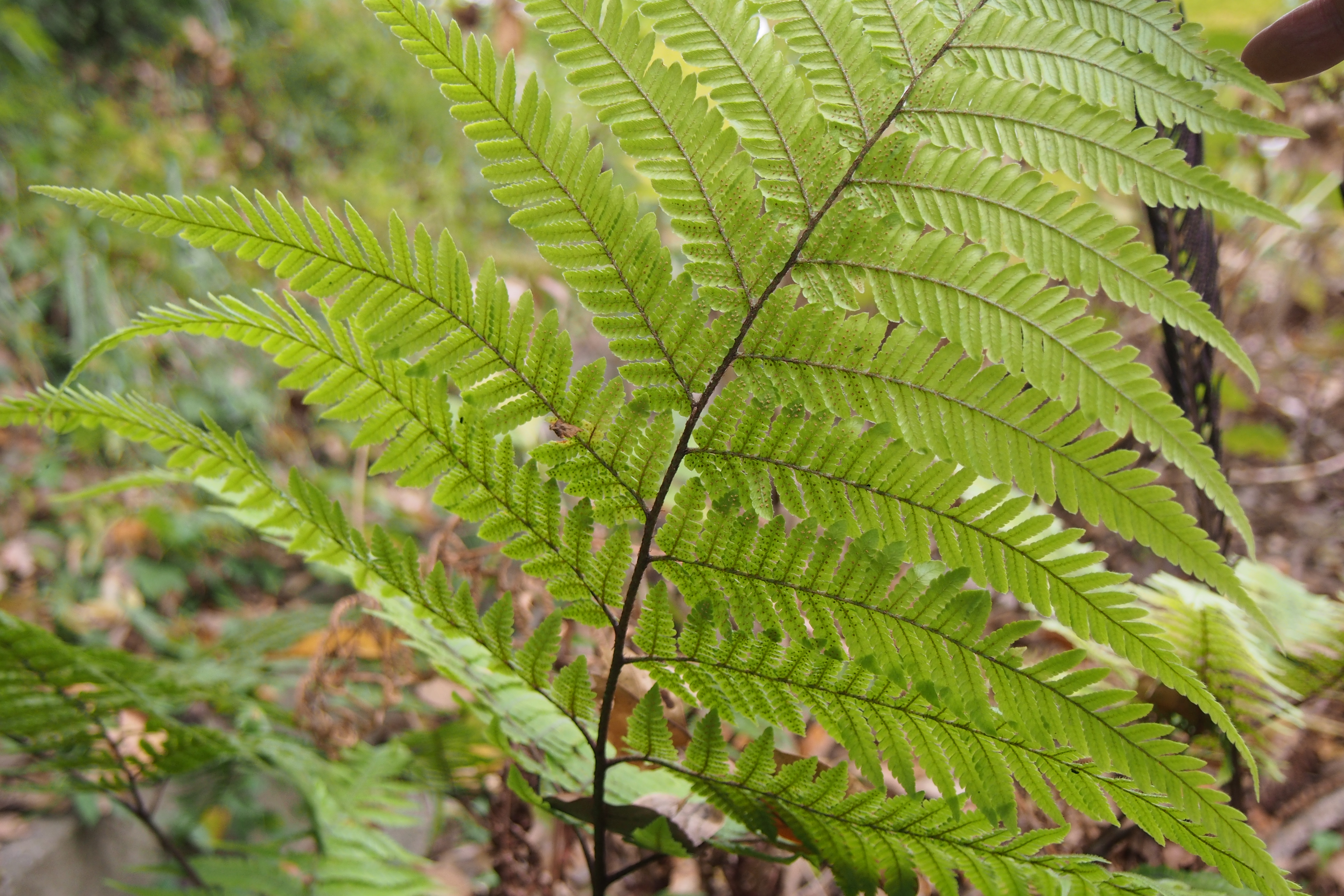 Папоротниковидные 2 голосеменные. Pteridophyta. * Отдел Pteridophyta (Птеридофиты). Hyorttunga Fern. Fern the Human.