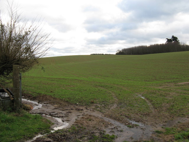 File:Field north of Fitzlea Wood - geograph.org.uk - 1637044.jpg