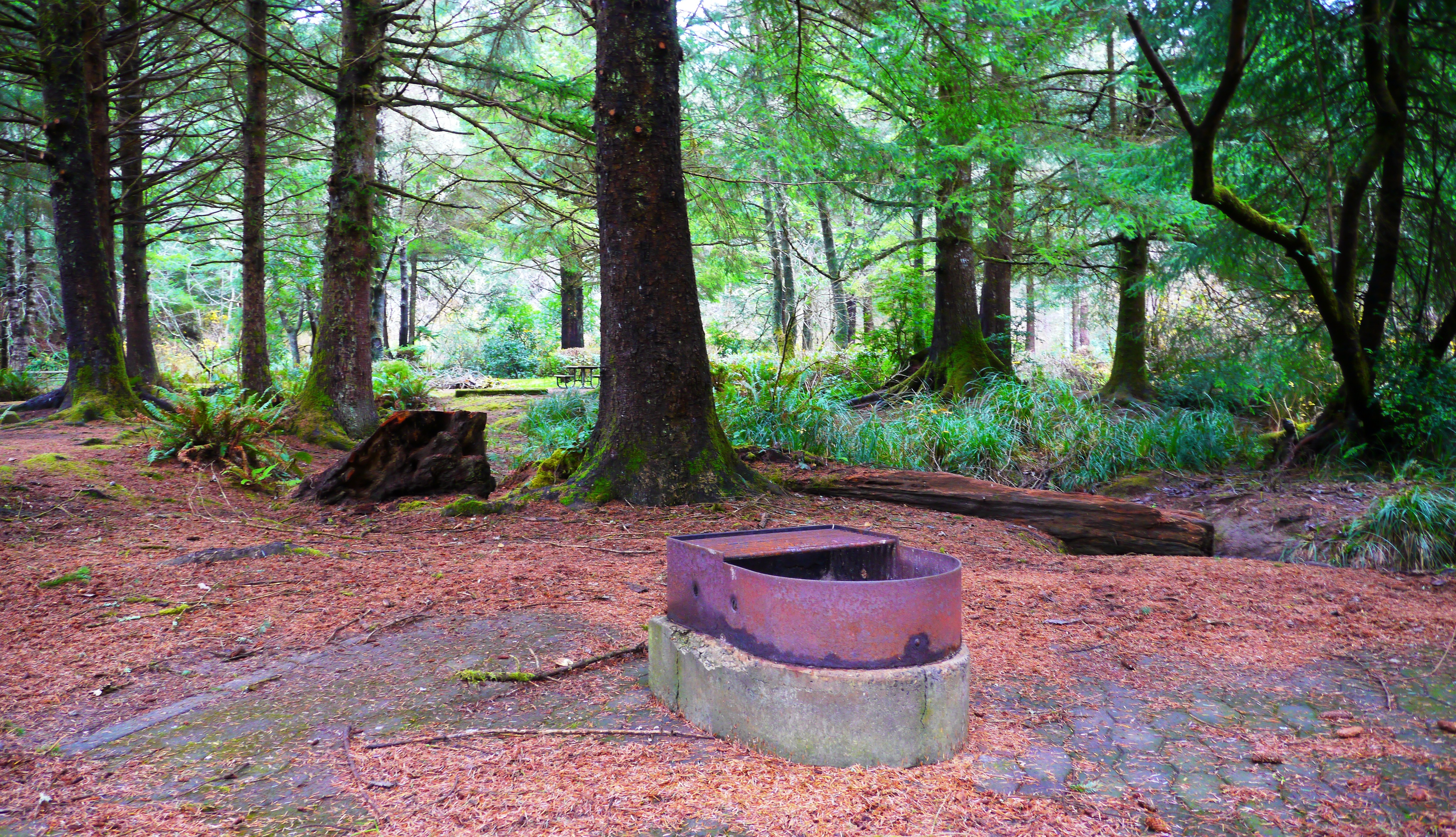 File Firepit In Handicapped Camp Site, National Park Fire Pit