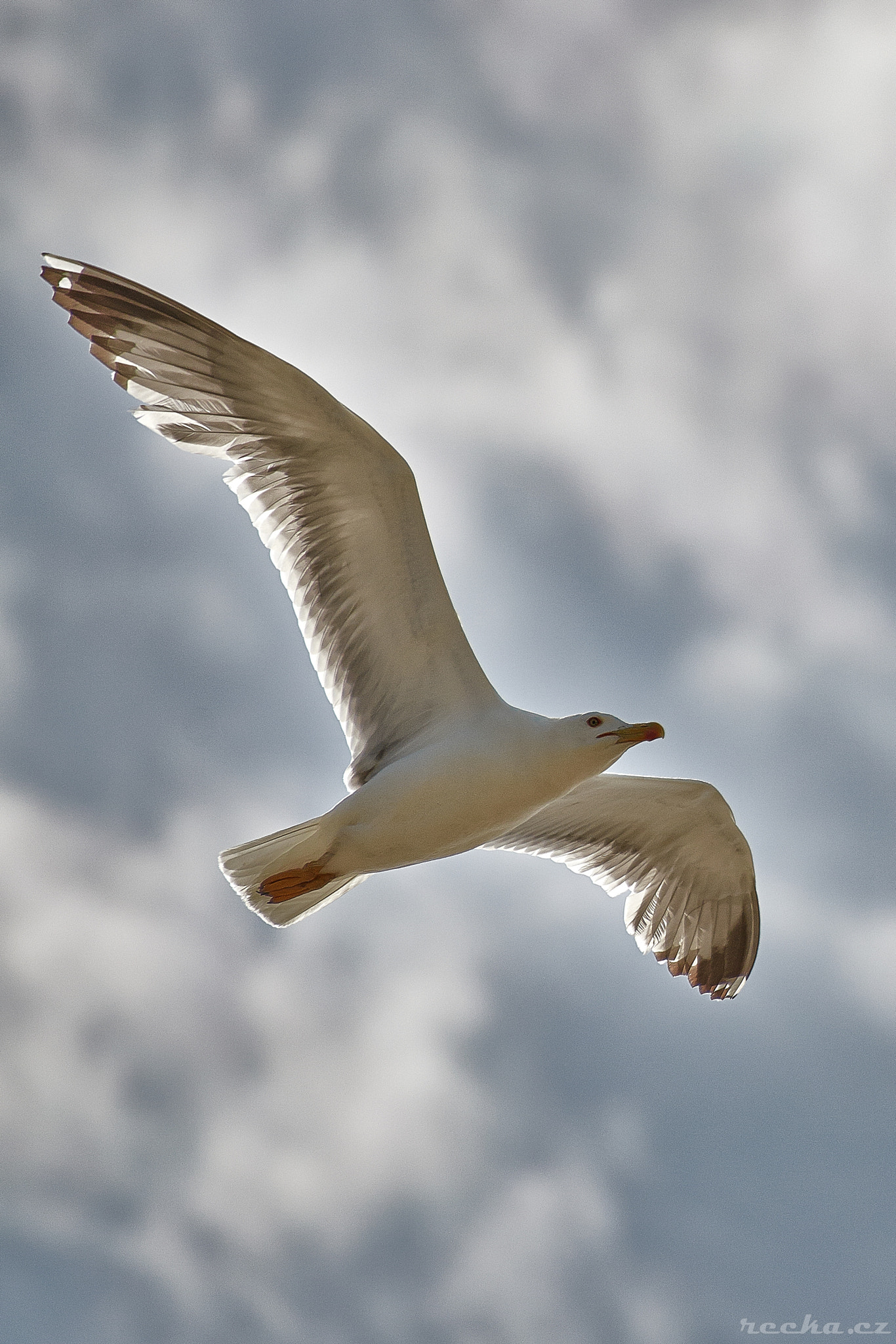 gull flying