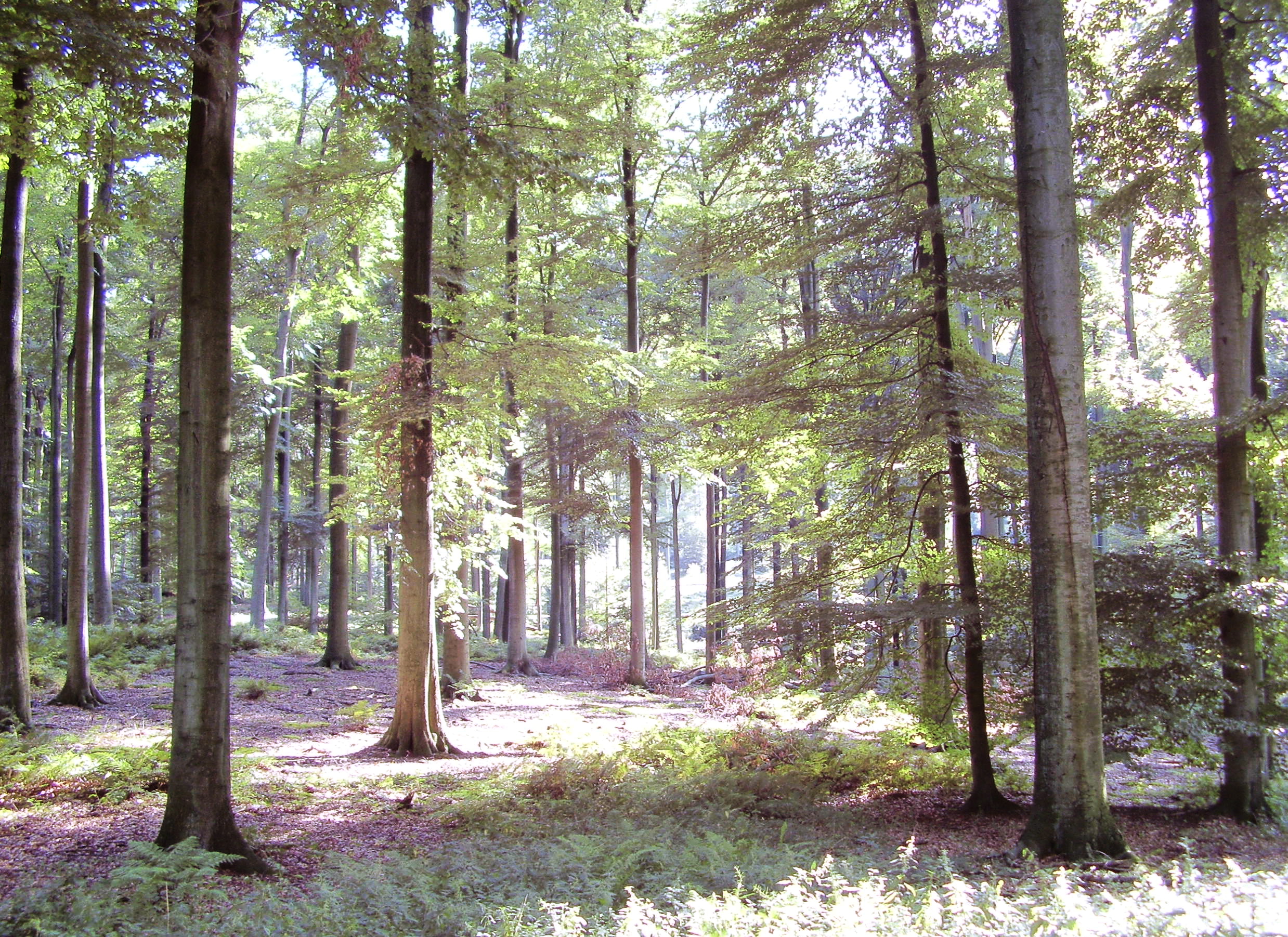 forêt de soignes