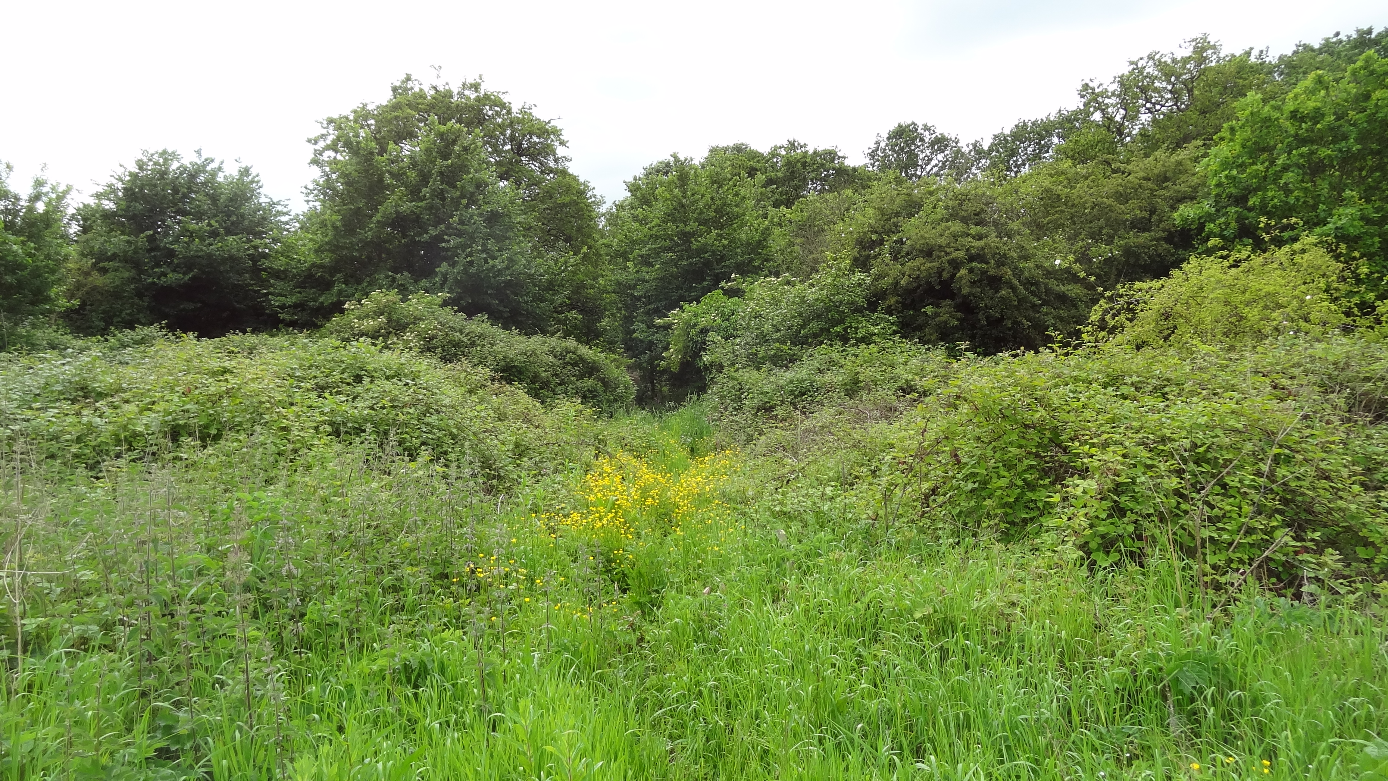 Gutteridge Wood and Meadows