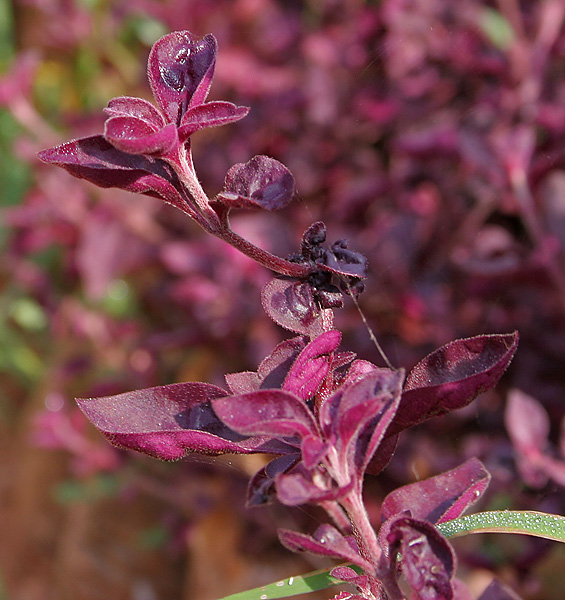 File:Iresine herbstii in Hyderabad, AP W IMG 0587.jpg