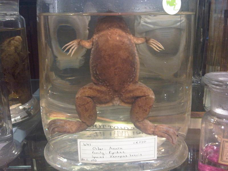 File:Ke - Xenopus laevis - GMZ 1.jpg