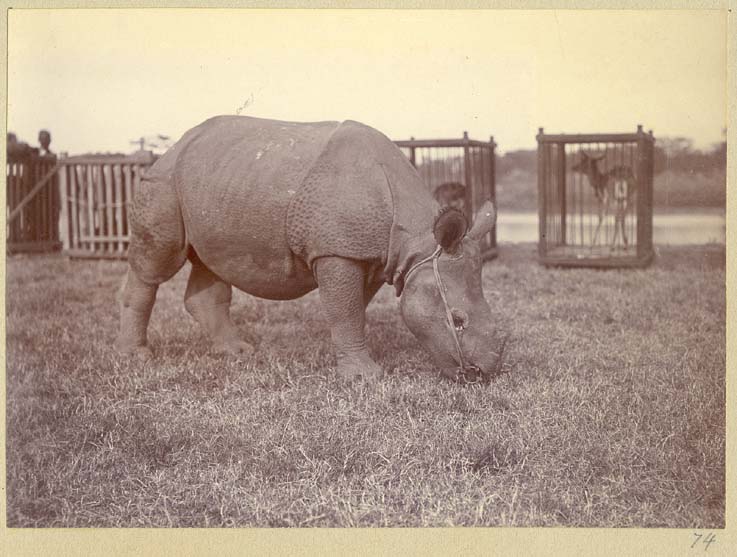 File:King George V Hunting in Nepal (23).jpg