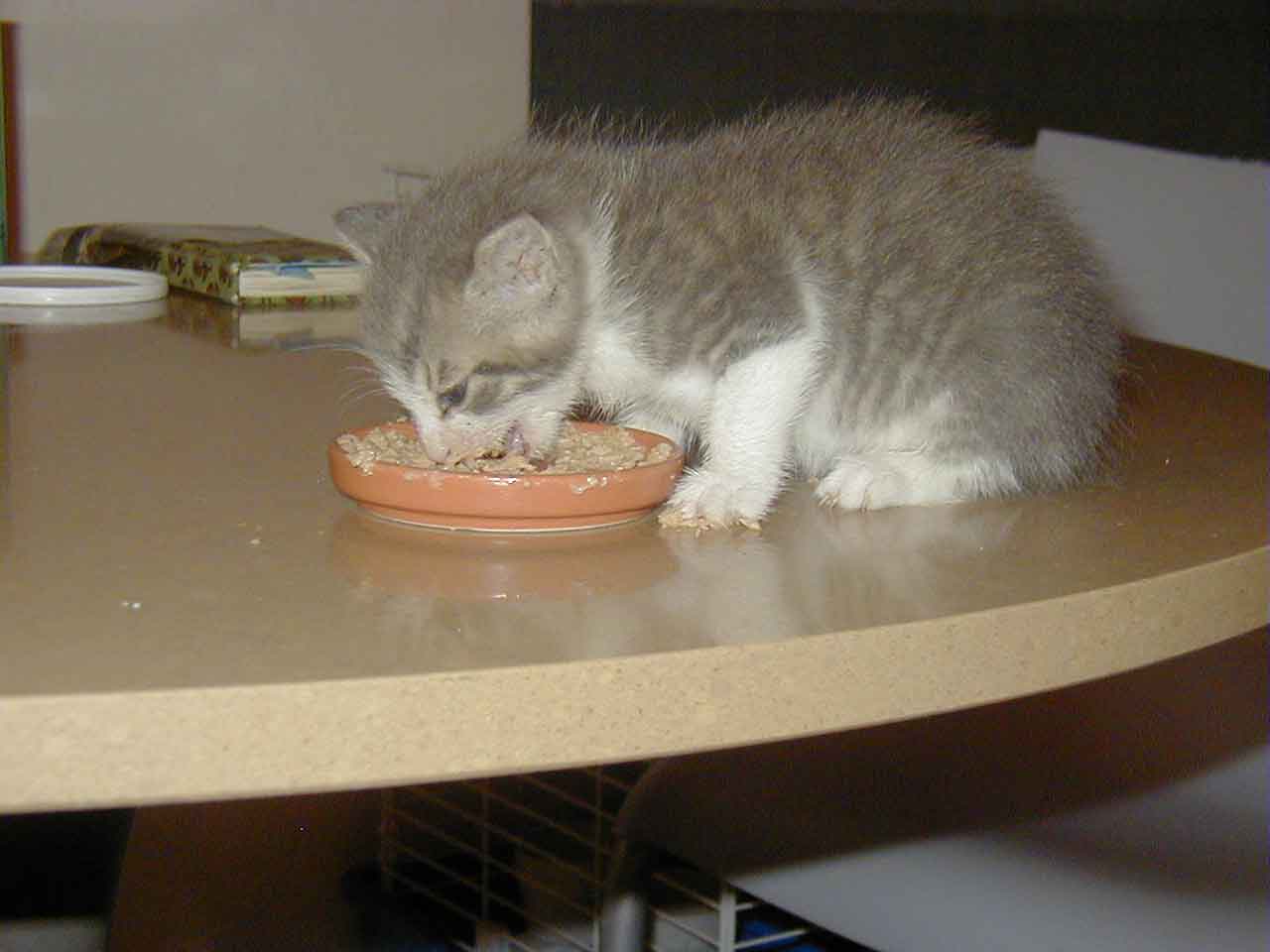 File:Kitten-Hungry.jpg - Wikimedia Commons