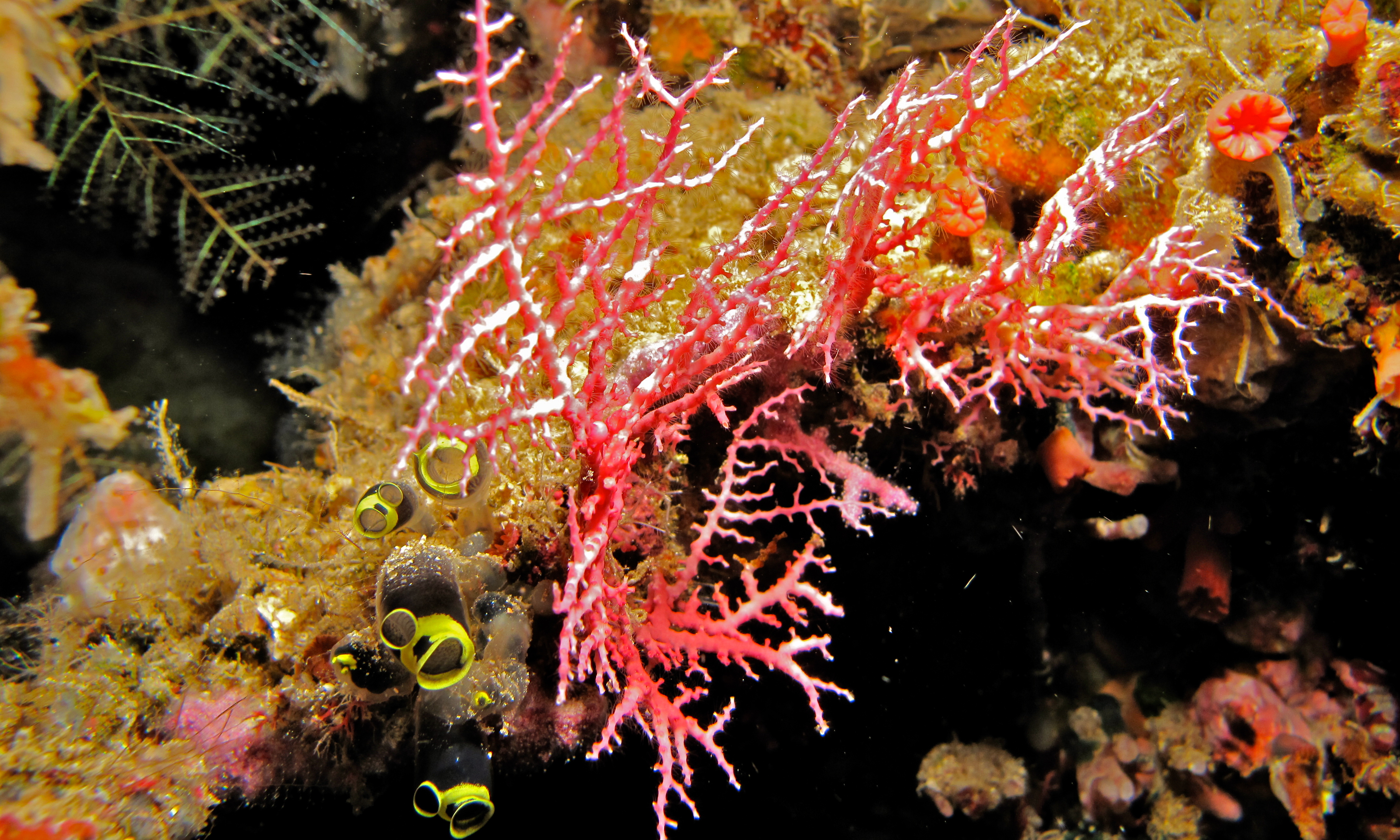 Lace Coral (Stylaster sp.) (8474167218).jpg