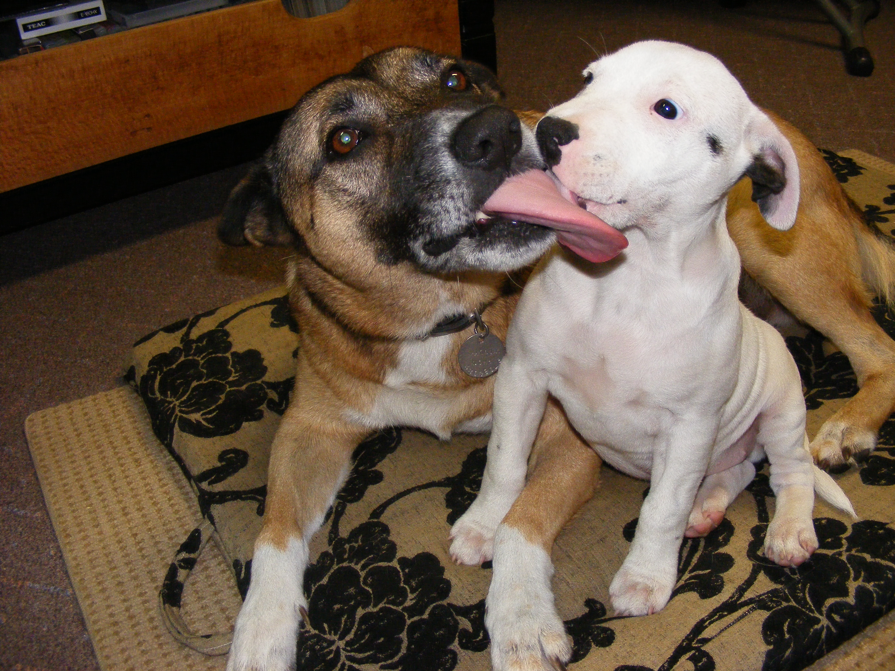 Filelicking The Staffy Pup Wikipedia