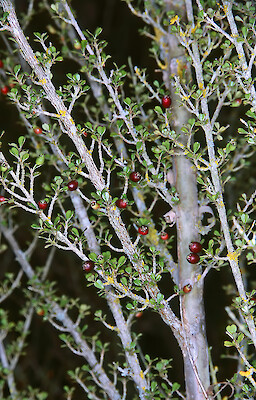 <i>Lophomyrtus obcordata</i> Species of plant