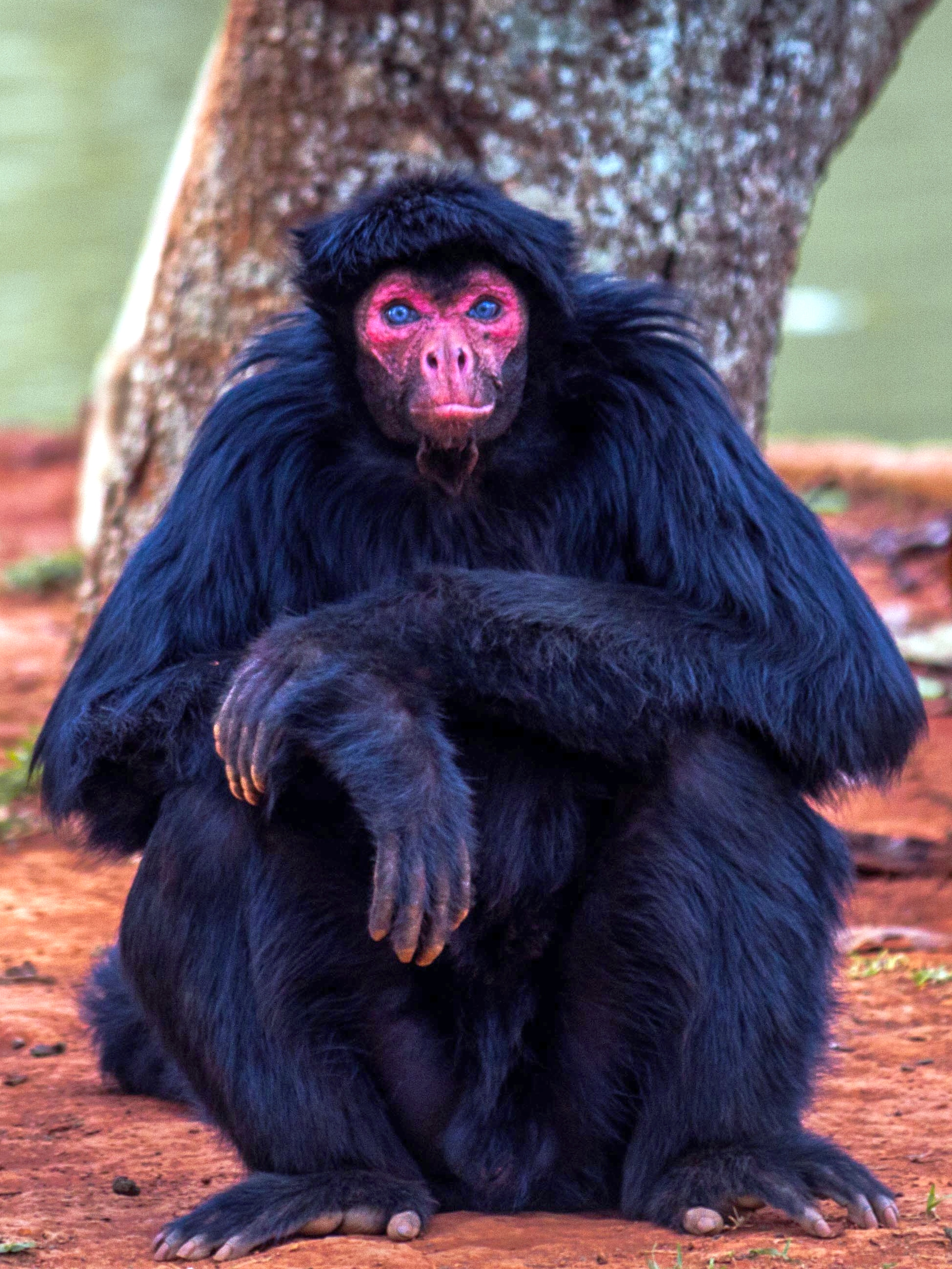 File:Macaco-Aranha (Red-Faced Spider Monkey)2.jpg - Wikimedia Commons