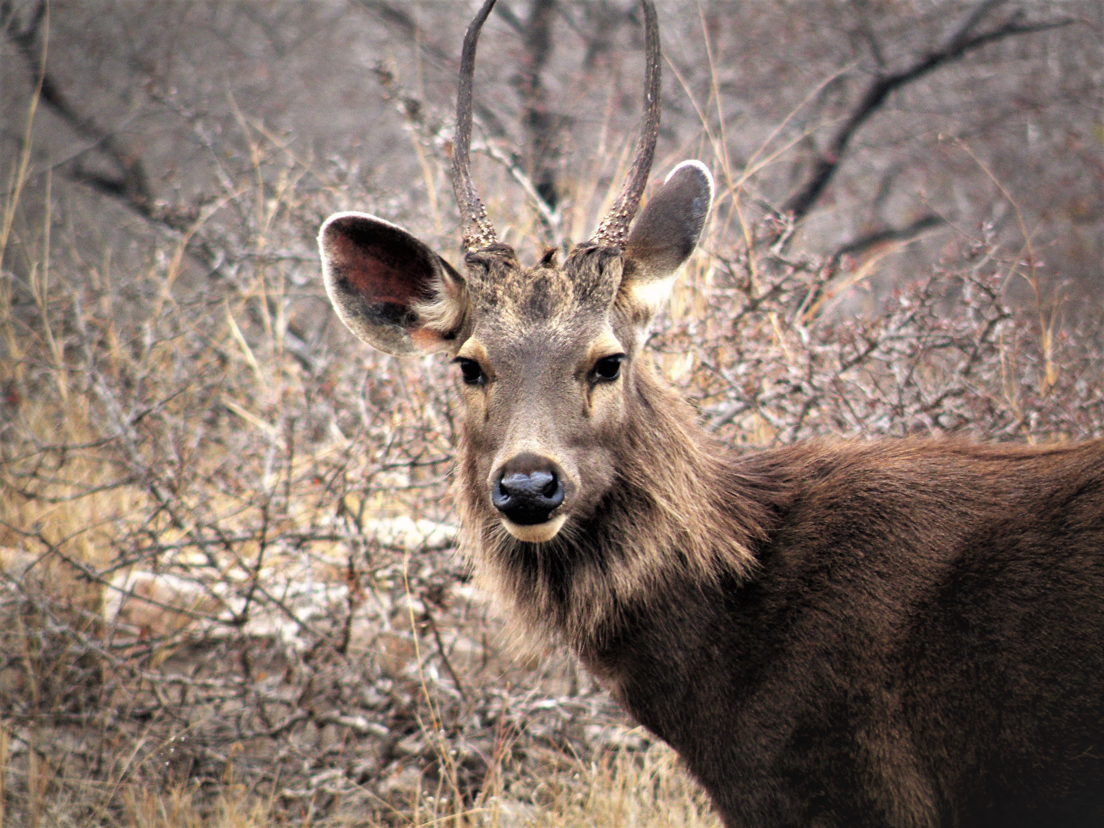 File:Male Sambar Deer, The Horns Of  - Wikimedia Commons