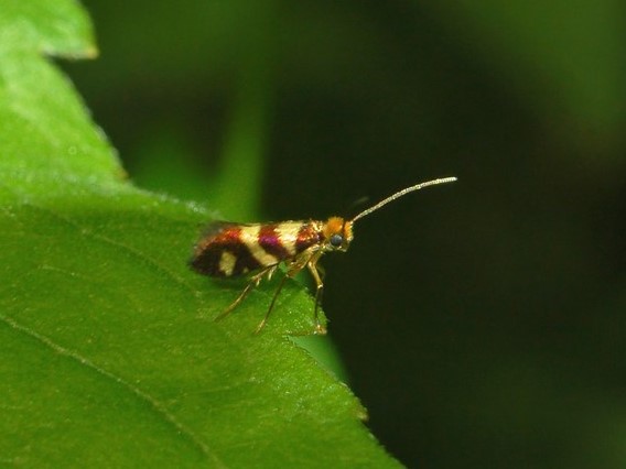 File:Micropterigidae - Micropterix tuscaniensis.jpg