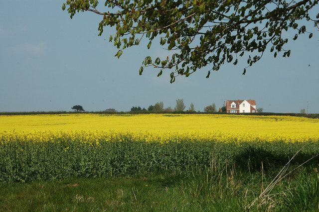 File:Oilseed Rape in bloom - geograph.org.uk - 774451.jpg