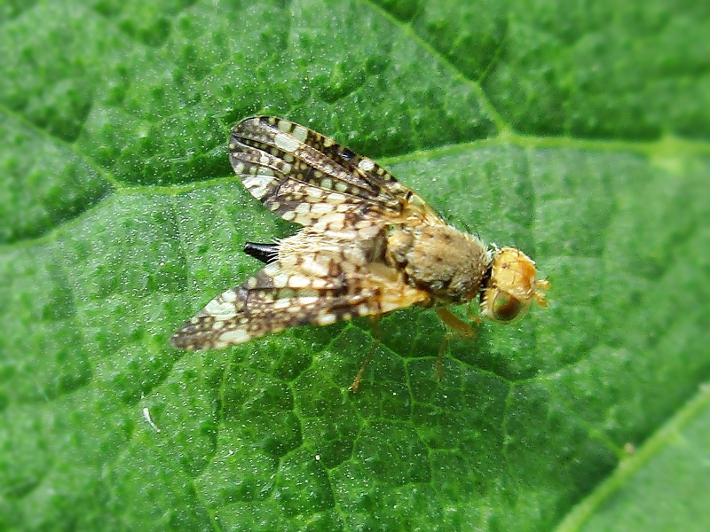 File:Oxyna parietina (Oxyna sp.) female, Arnhem, the Netherlands - 6.jpg