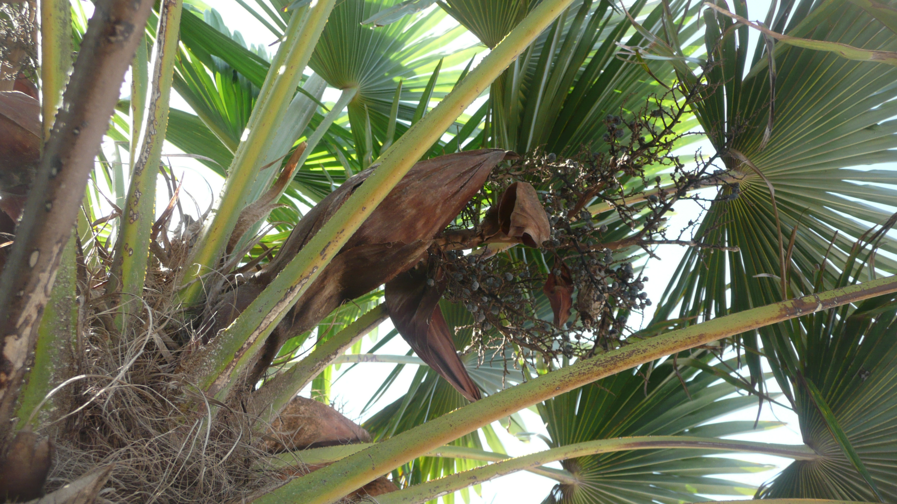 Nombre del tronco de la palmera