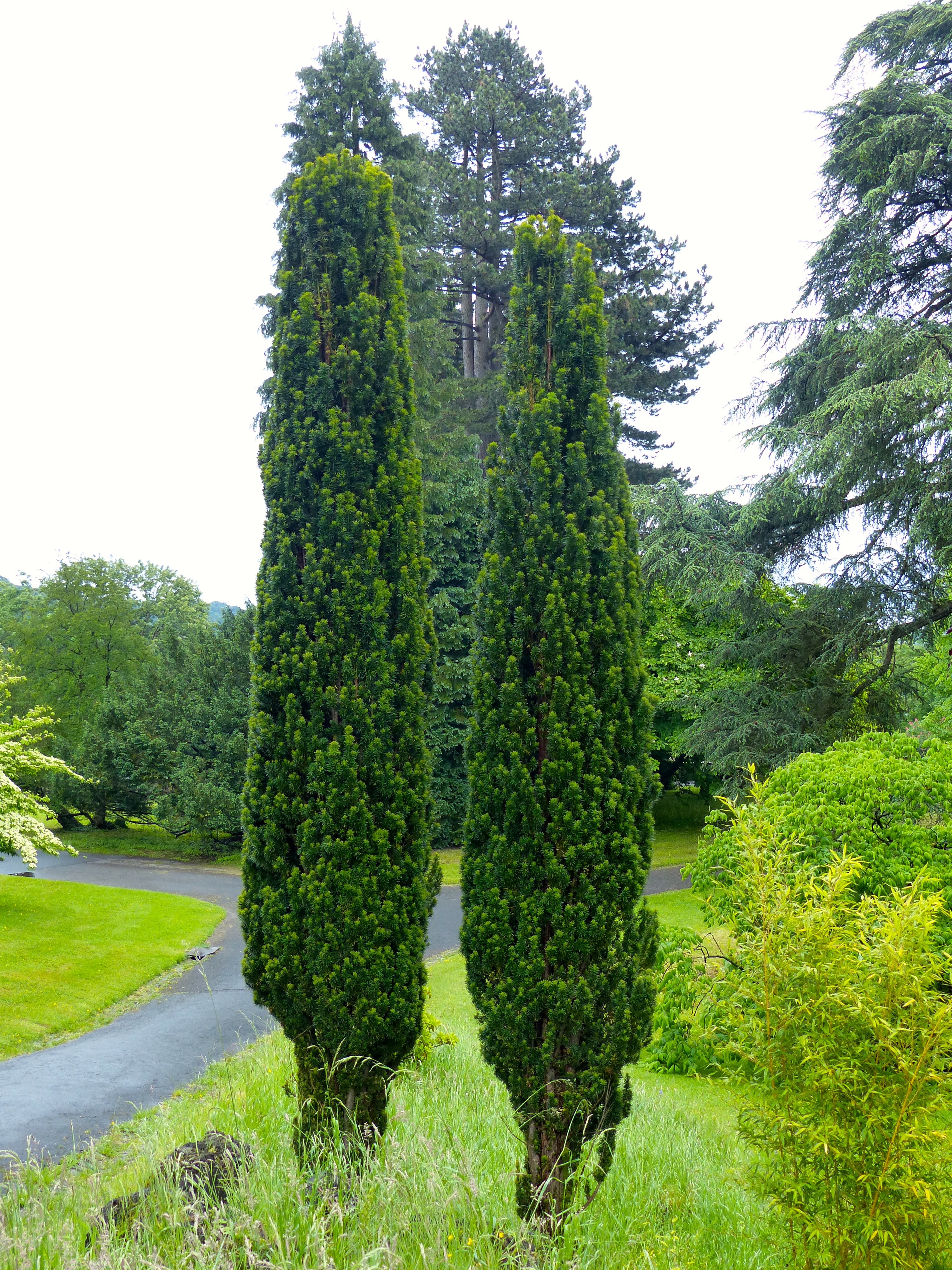 Taxus baccata Fastigiata robusta зимостойкая