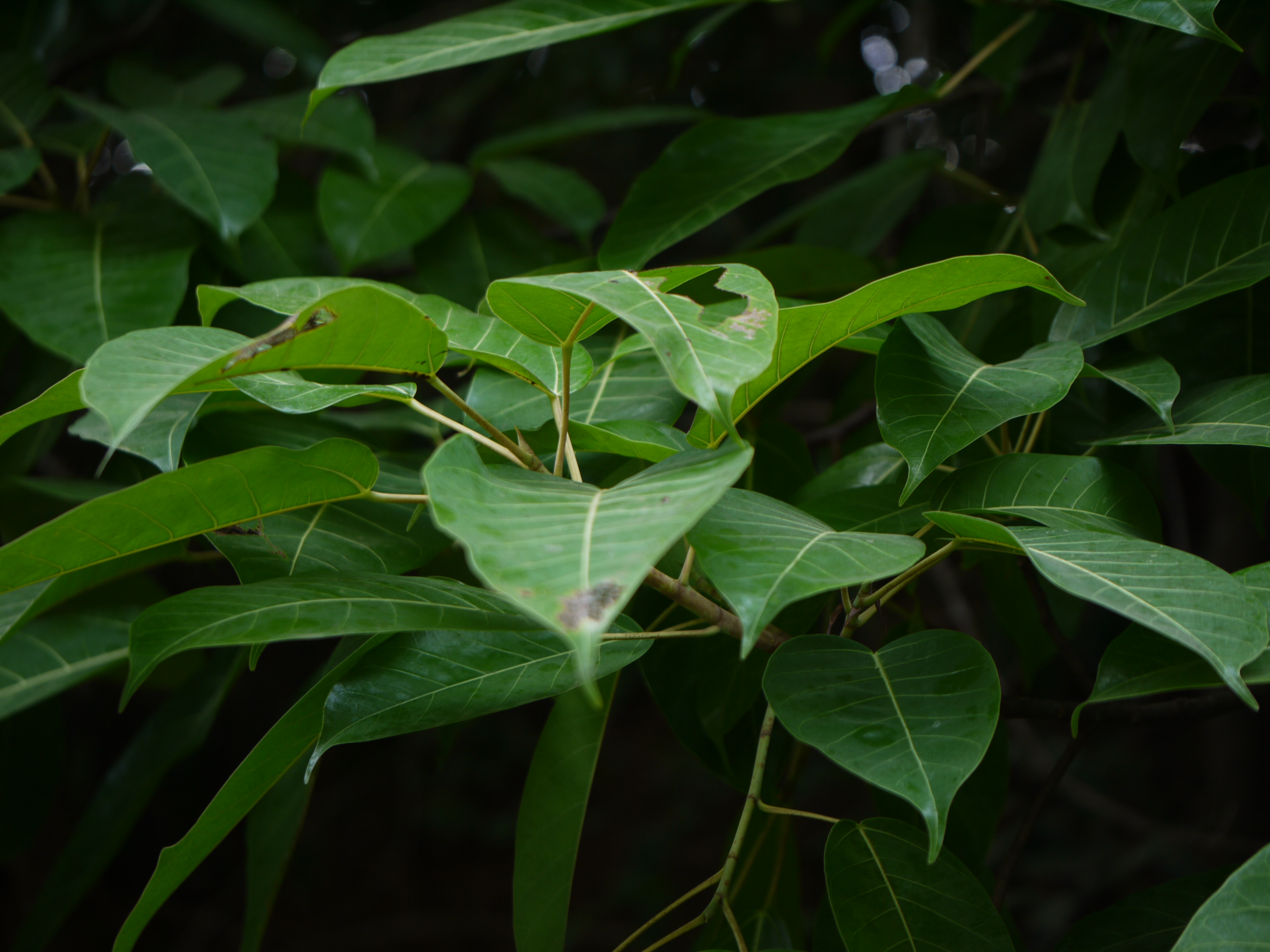 Ficus palmata